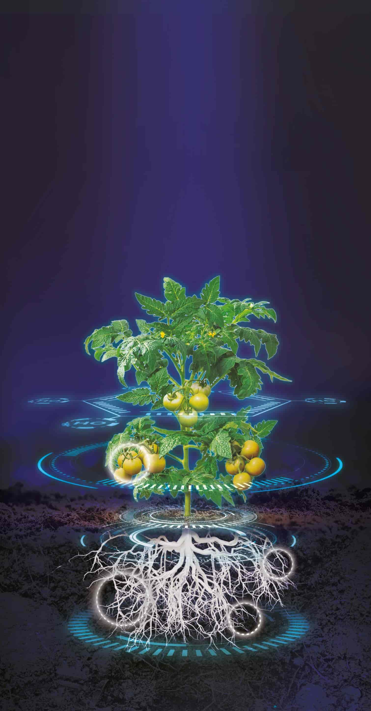 Visualización tecnología PFenergy — bioestimulación y nutrición vegetal Innovak