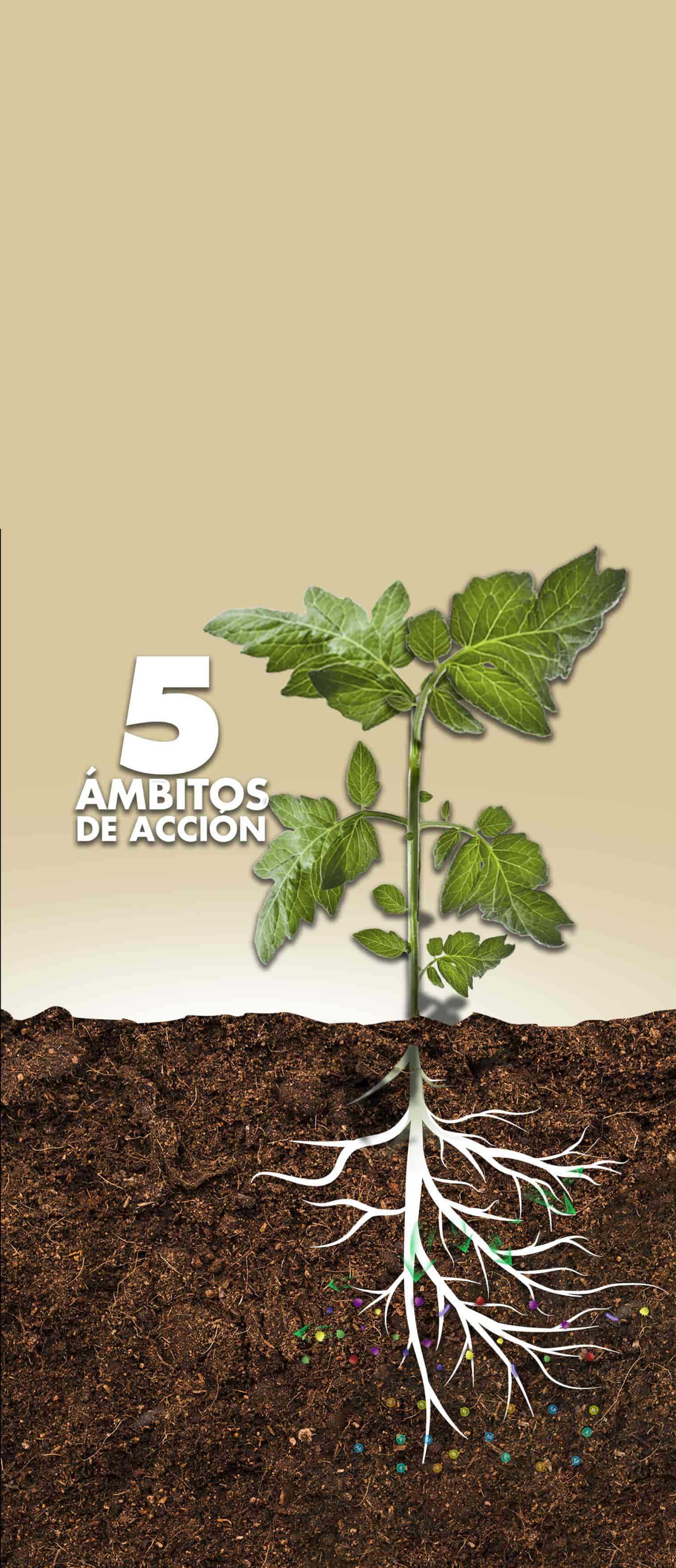 Sistema radicular con tecnología RDR — regulación radicular Innovak Global