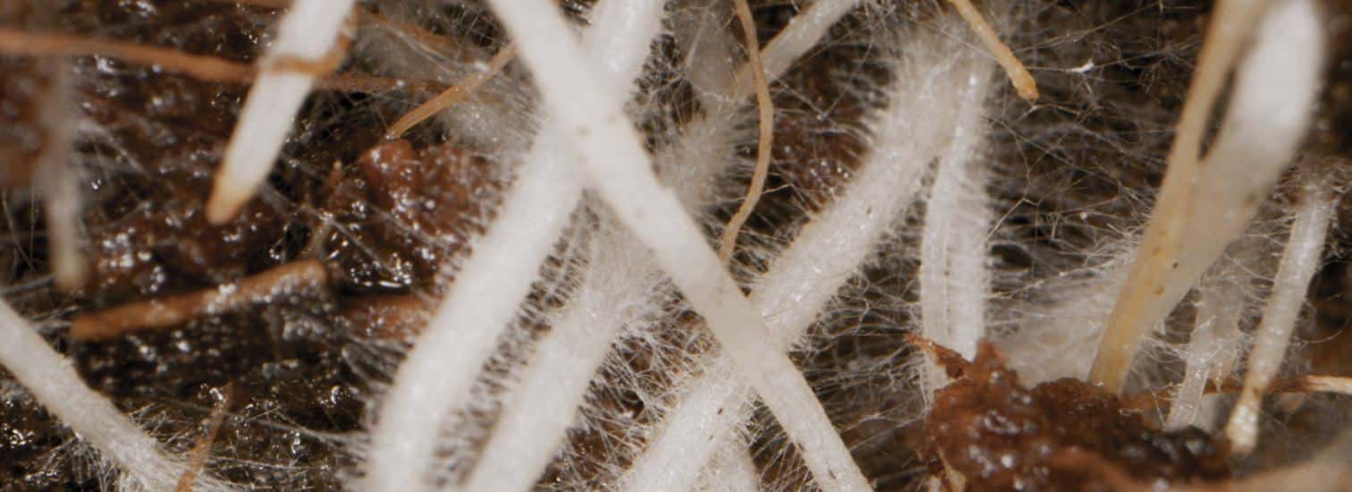 Soluciones por Cultivo — Innovak Global
