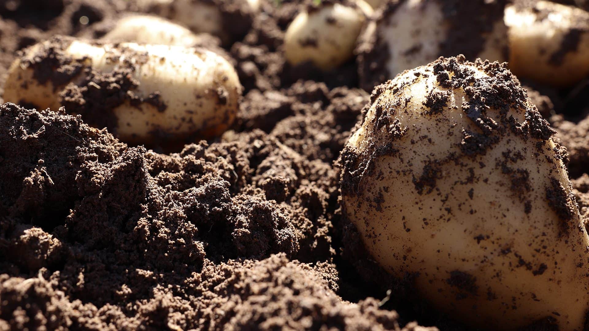Agricultura Regenerativa en Papa