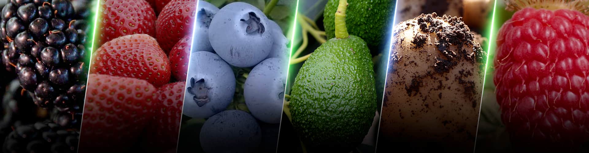 Agricultura Regenerativa Innovak