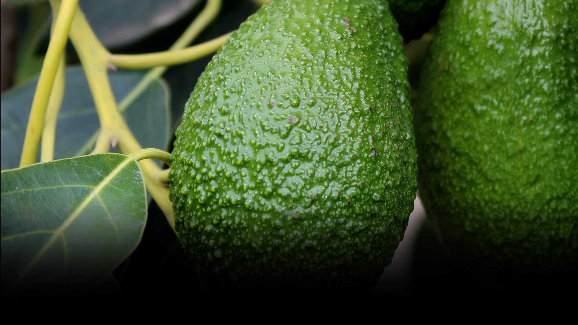 Agricultura Regenerativa en Aguacate