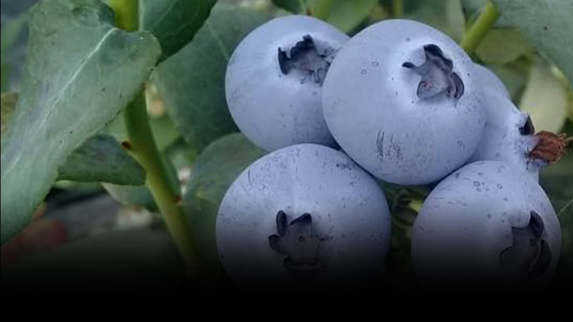Agricultura Regenerativa en Arándano