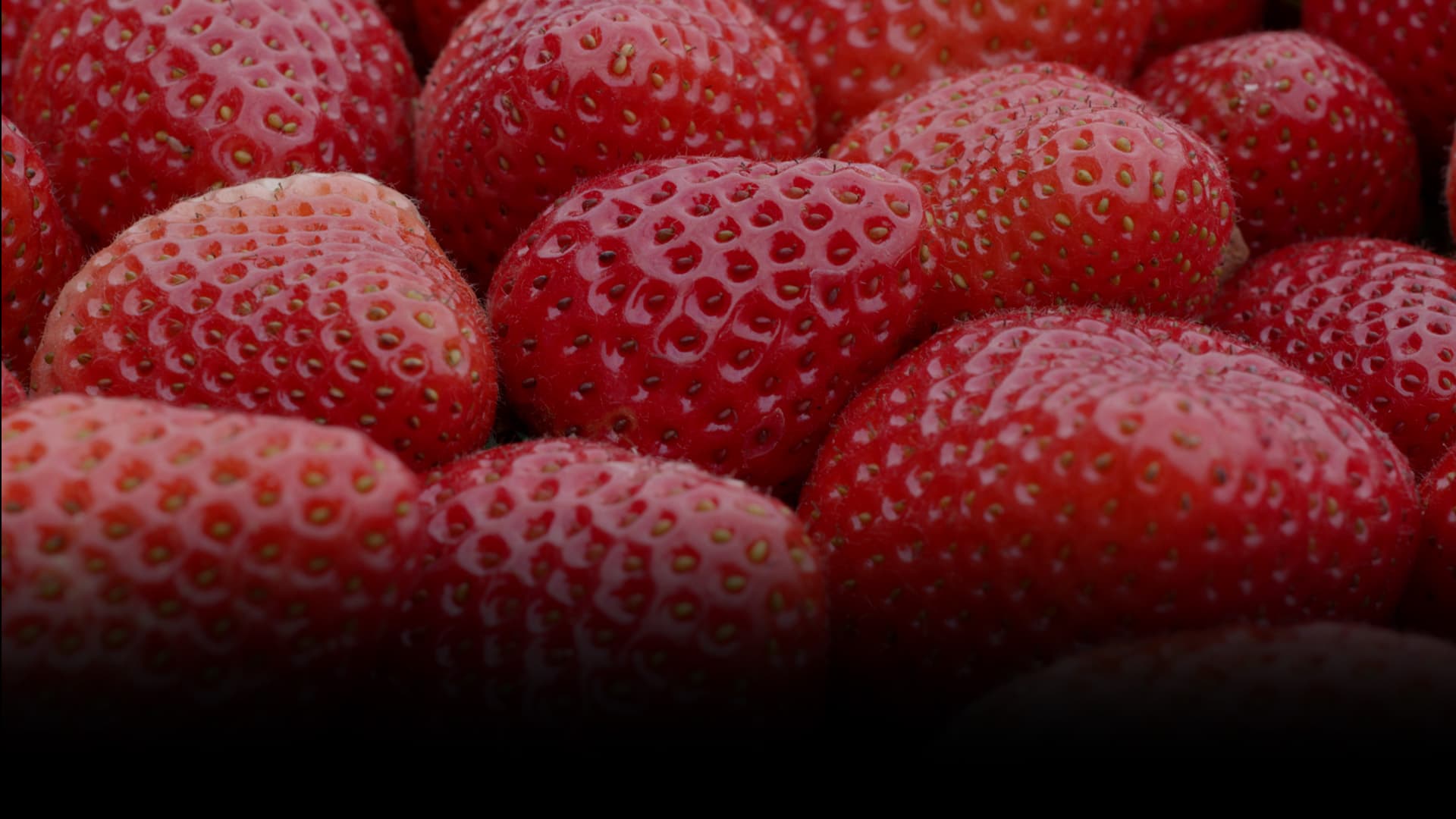 Agricultura Regenerativa en Fresa