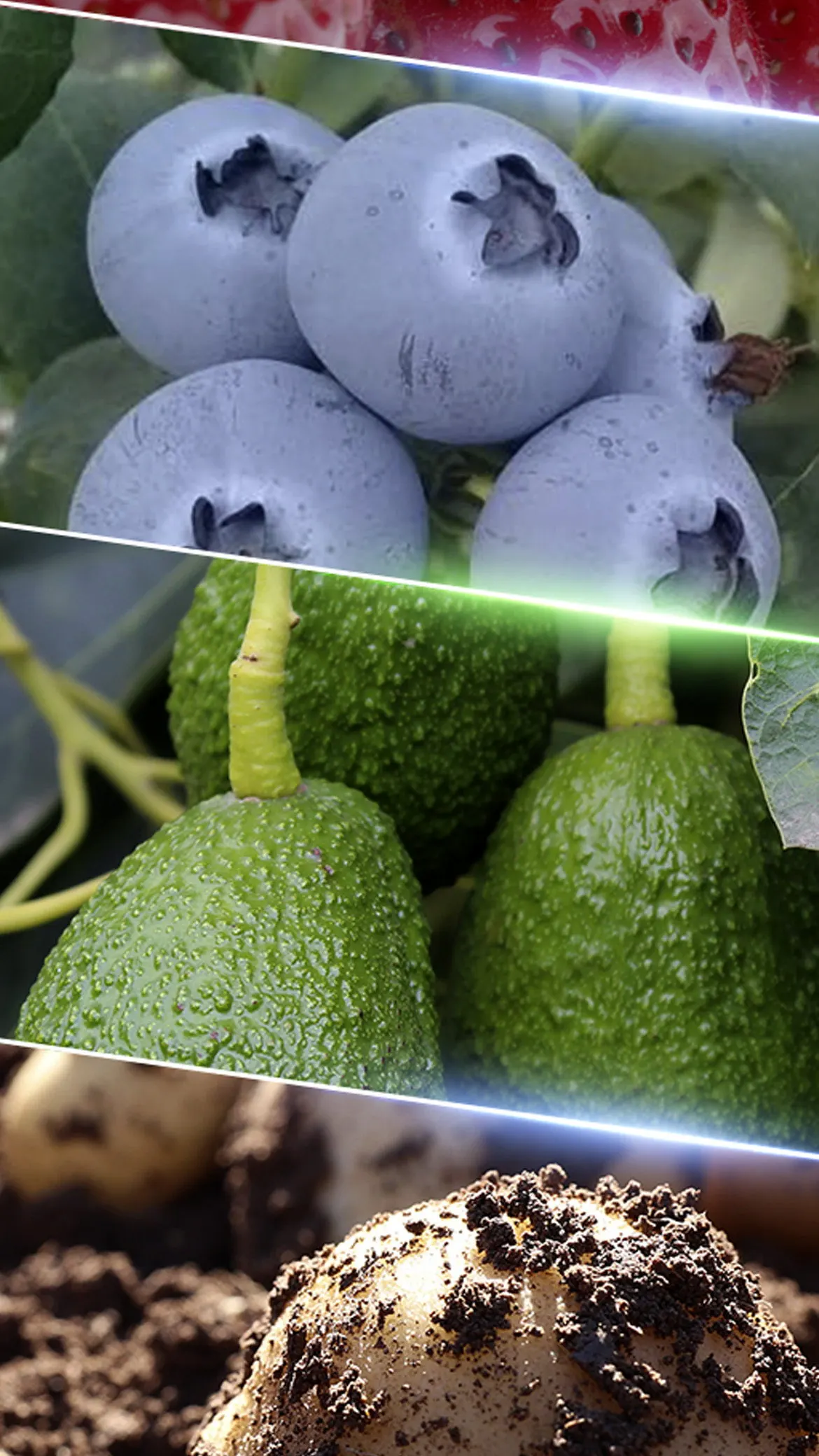 Agricultura Regenerativa